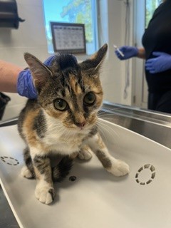 Shelter Stray Female Cat last seen GRAHAM, 221 Stone Quarry Rd, Burlington, NC 27217, USA