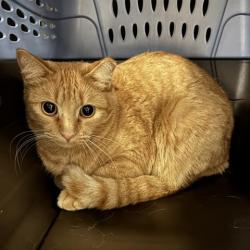 Shelter Stray Female Cat last seen Near BLOCK E CEDAR AVE, DENVER CO 80224, 2080 S Quebec St, Denver, CO 80231, USA