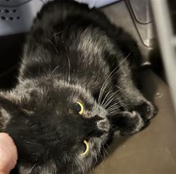 Shelter Stray Female Cat last seen Near BLOCK E COLORADO AVE, DENVER CO 80247 3004, 2080 S Quebec St, Denver, CO 80231, USA