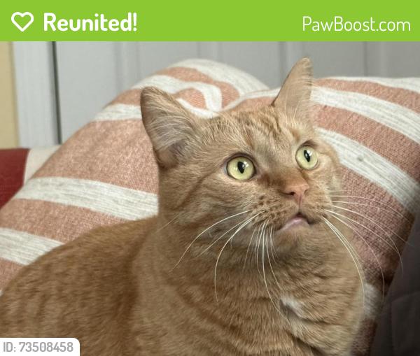 Reunited Male Cat last seen Yvonne St & W Hollis St, Nashua, NH 03060