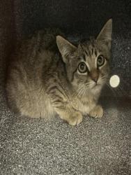 Shelter Stray Unknown Cat last seen Near BLOCK S GRANT ST, ENGLEWOOD CO 80113 5804, 2080 S Quebec St, Denver, CO 80231, USA