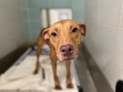 Shelter Stray Female Dog last seen Near BLOCK NW 29 CT, SUNRISE FL 33313, 2400 SW 42nd St, Fort Lauderdale, FL 33312, USA