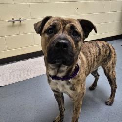 Shelter Stray Male Dog last seen Near BLOCK TENNYSONN ST, WESTMINSTER CO 80031, 1241 W Bayaud Ave, Denver, CO 80223, USA