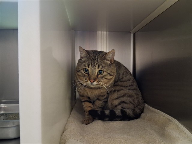Shelter Stray Male Cat last seen Near BLOCK MARKSHEFFEL RD, COLORADO SPRINGS CO 80951, 610 Abbot Ln, Colorado Springs, CO 80905, USA