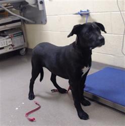 Shelter Stray Female Dog last seen Near BLOCK S AURORA PKWAY AURORA CO 80016, 1241 W Bayaud Ave, Denver, CO 80223, USA