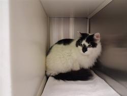 Shelter Stray Female Cat last seen Near BLOCK MARK DABLING BLVD, COLORADO SPRINGS CO 80918, 610 Abbot Ln, Colorado Springs, CO 80905, USA
