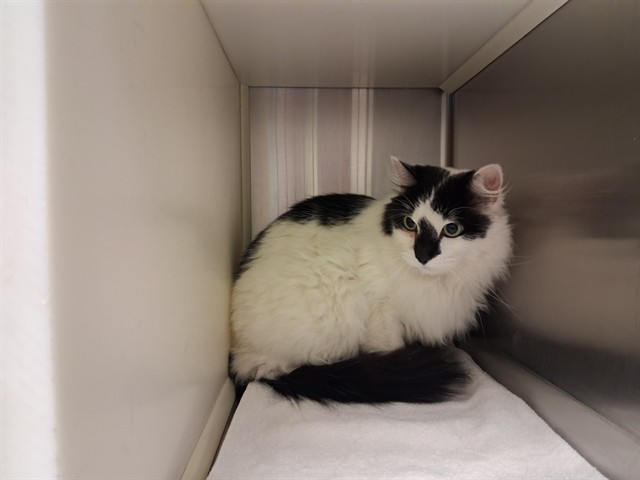 Shelter Stray Female Cat last seen Near BLOCK MARK DABLING BLVD, COLORADO SPRINGS CO 80918, 610 Abbot Ln, Colorado Springs, CO 80905, USA