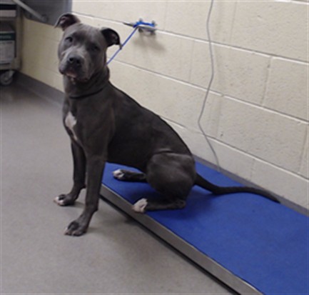 Shelter Stray Female Dog last seen Near BLOCK FRANKLIN ST. DENVER CO 80229, 1241 W Bayaud Ave, Denver, CO 80223, USA