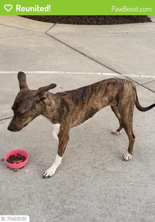 Reunited Female Dog last seen Egre & Hwy C, Sun Prairie, WI 53590