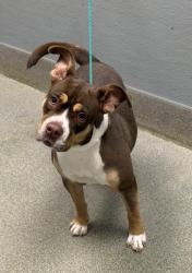 Shelter Stray Female Dog last seen FLAMINGO AND PECOS, 655 N Mojave Rd, Las Vegas, NV 89101, USA