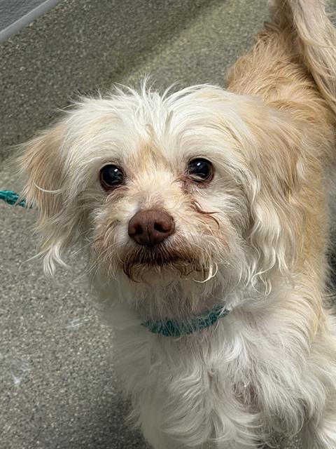 Shelter Stray Female Dog last seen S SLOAN LN & E SAHARA AVE, 655 N Mojave Rd, Las Vegas, NV 89101, USA