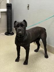 Shelter Stray Female Dog last seen Near BLOCK HERITAGE CLIFF AVE, NORTH LAS VEGAS NV 89032, 655 N Mojave Rd, Las Vegas, NV 89101, USA