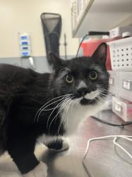Shelter Stray Male Cat last seen Near BLOCK E WYOMING AVE BLOCK, 655 N Mojave Rd, Las Vegas, NV 89101, USA