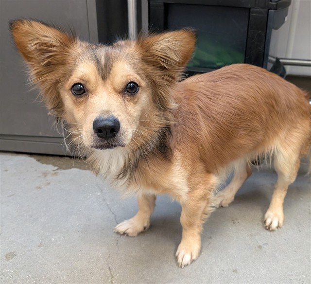 Shelter Stray Male Dog last seen , 4000 N Silverbell Rd, Tucson, AZ 85745, USA