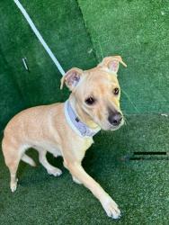 Shelter Stray Female Dog last seen , 5210 W Ave I, Lancaster, CA 93536, USA