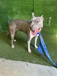 Shelter Stray Female Dog last seen , 5210 W Ave I, Lancaster, CA 93536, USA