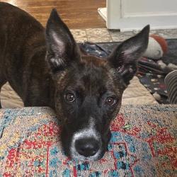 Shelter Stray Female Dog last seen Near BLOCK W GAULBERT AVE, 3528 Newburg Rd, Louisville, KY 40218, USA