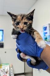 Shelter Stray Female Cat last seen Near BLK LANTADOS ST BAKERSFIELD, 201 S Mt Vernon Ave, Bakersfield, CA 93307, USA