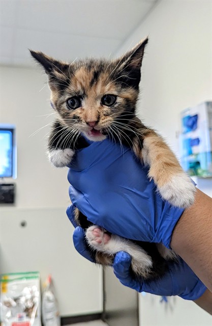Shelter Stray Female Cat last seen Near BLK LANTADOS ST BAKERSFIELD, 201 S Mt Vernon Ave, Bakersfield, CA 93307, USA