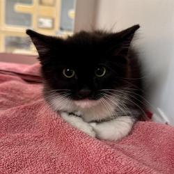 Shelter Stray Male Cat last seen Near BLOCK ARLINGTON AVE, RIVERSIDE CA 92505, 6851 Van Buren Boulevard, Jurupa Valley, CA 92509, USA