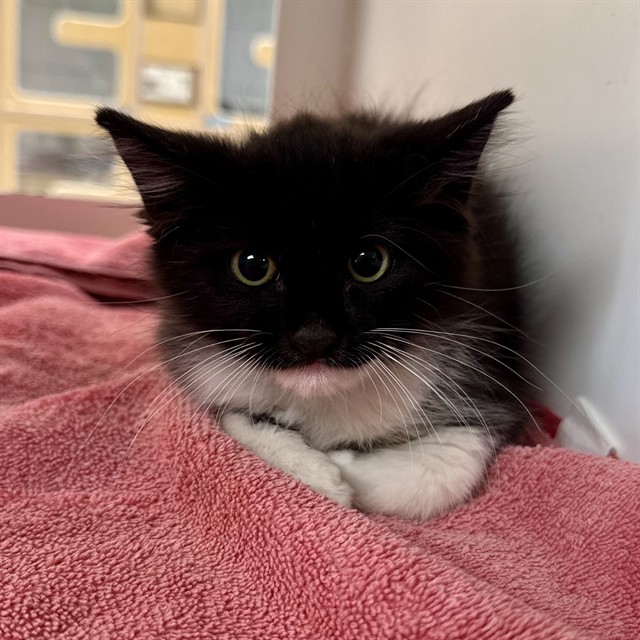 Shelter Stray Male Cat last seen Near BLOCK ARLINGTON AVE, RIVERSIDE CA 92505, 6851 Van Buren Boulevard, Jurupa Valley, CA 92509, USA