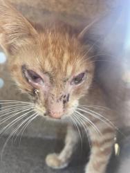 Shelter Stray Female Cat last seen Near BLOCK 54TH ST, JURUPA VALLEY, CA, 6851 Van Buren Boulevard, Jurupa Valley, CA 92509, USA