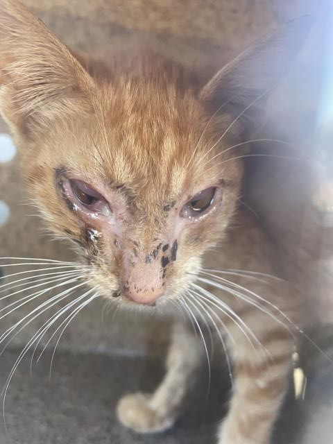 Shelter Stray Female Cat last seen Near BLOCK 54TH ST, JURUPA VALLEY, CA, 6851 Van Buren Boulevard, Jurupa Valley, CA 92509, USA