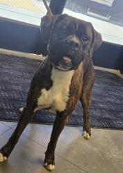 Shelter Stray Male Dog last seen OLD RIVER / HARRIS BAKERSFIELD, 201 S Mt Vernon Ave, Bakersfield, CA 93307, USA