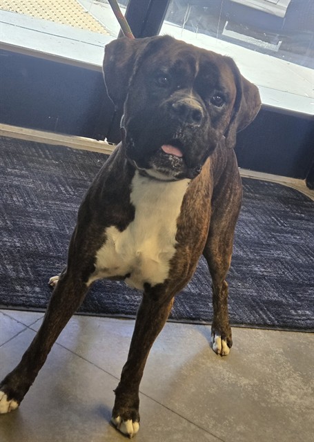 Shelter Stray Male Dog last seen OLD RIVER / HARRIS BAKERSFIELD, 201 S Mt Vernon Ave, Bakersfield, CA 93307, USA