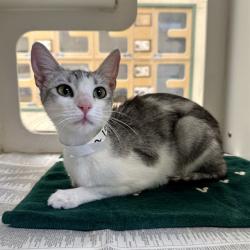 Shelter Stray Female Cat last seen Near BLOCK HALTER LN, RIVERSIDE, CA, 6851 Van Buren Boulevard, Jurupa Valley, CA 92509, USA