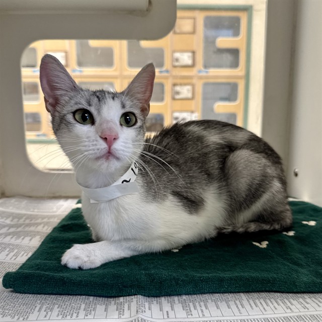 Shelter Stray Female Cat last seen Near BLOCK HALTER LN, RIVERSIDE, CA, 6851 Van Buren Boulevard, Jurupa Valley, CA 92509, USA
