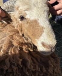 Shelter Stray Male Livestock last seen STODDARD / JONES, 6851 Van Buren Boulevard, Jurupa Valley, CA 92509, USA