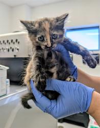 Shelter Stray Female Cat last seen Near BLK LANTADOS ST BAKERSFIELD, 201 S Mt Vernon Ave, Bakersfield, CA 93307, USA