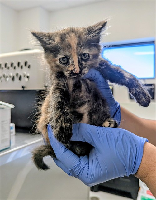Shelter Stray Female Cat last seen Near BLK LANTADOS ST BAKERSFIELD, 201 S Mt Vernon Ave, Bakersfield, CA 93307, USA