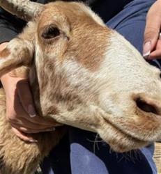 Shelter Stray Female Livestock last seen STODDARD / JONES, 6851 Van Buren Boulevard, Jurupa Valley, CA 92509, USA