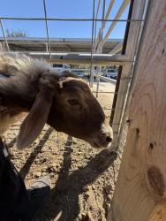 Shelter Stray Female Livestock last seen STODDARD / JONES, 6851 Van Buren Boulevard, Jurupa Valley, CA 92509, USA