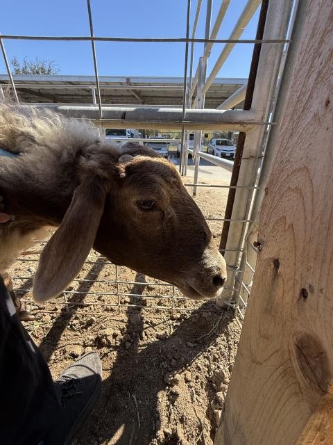 Shelter Stray Female Livestock last seen STODDARD / JONES, 6851 Van Buren Boulevard, Jurupa Valley, CA 92509, USA