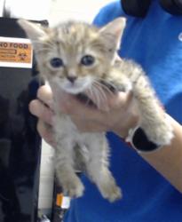 Shelter Stray Female Cat last seen Near BLOCK WITHERS DR, FAYETTEVILLE NC 28304, 4704 Corporation Dr, Fayetteville, NC 28306, USA