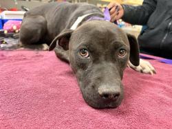 Shelter Stray Female Dog last seen Near BLOCK MUSTANG LN, JURUPA VALLEY, CA, 6851 Van Buren Boulevard, Jurupa Valley, CA 92509, USA