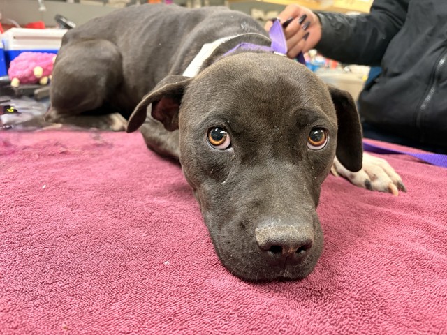 Shelter Stray Female Dog last seen Near BLOCK MUSTANG LN, JURUPA VALLEY, CA, 6851 Van Buren Boulevard, Jurupa Valley, CA 92509, USA