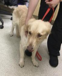 Shelter Stray Female Dog last seen Near BLOCK CLAY ST, JURUPA VALLEY CA 92509, 6851 Van Buren Boulevard, Jurupa Valley, CA 92509, USA