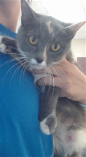 Shelter Stray Female Cat last seen Near COLEY DR, FAYETTEVILLE NC 28301, 4704 Corporation Dr, Fayetteville, NC 28306, USA