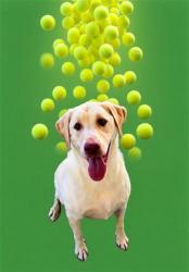 Shelter Stray Male Dog last seen OPAL ST, BAKERSFIELD CA 93307, 3951 Fruitvale Ave, Bakersfield, CA 93308, USA