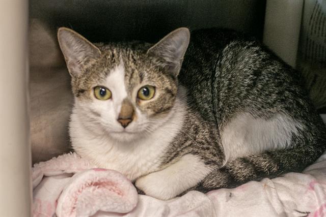 Shelter Stray Female Cat last seen CHARLOTTE, 8315 Byrum Dr, Charlotte, NC 28217, USA