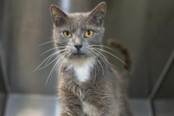 Shelter Stray Male Cat last seen CHARLOTTE, 8315 Byrum Dr, Charlotte, NC 28217, USA