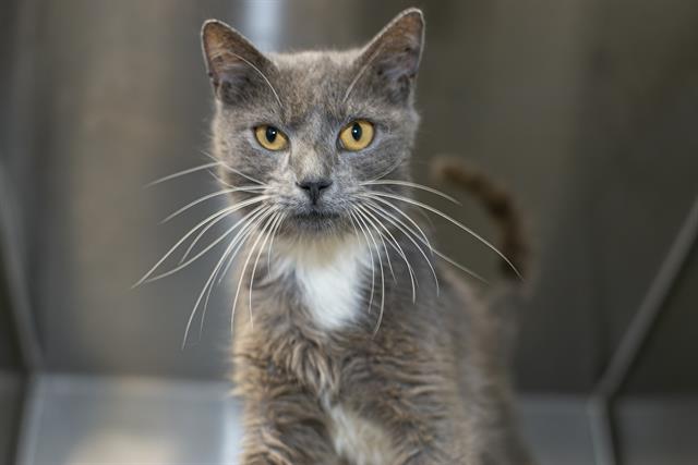 Shelter Stray Male Cat last seen CHARLOTTE, 8315 Byrum Dr, Charlotte, NC 28217, USA