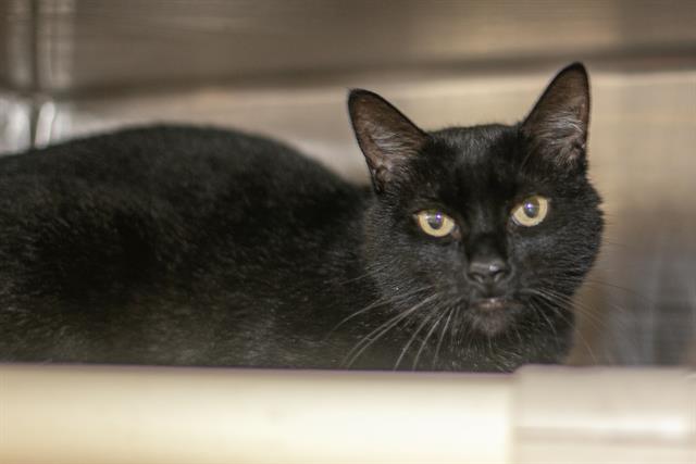Shelter Stray Male Cat last seen CHARLOTTE, 8315 Byrum Dr, Charlotte, NC 28217, USA