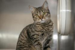 Shelter Stray Female Cat last seen CHARLOTTE, 8315 Byrum Dr, Charlotte, NC 28217, USA
