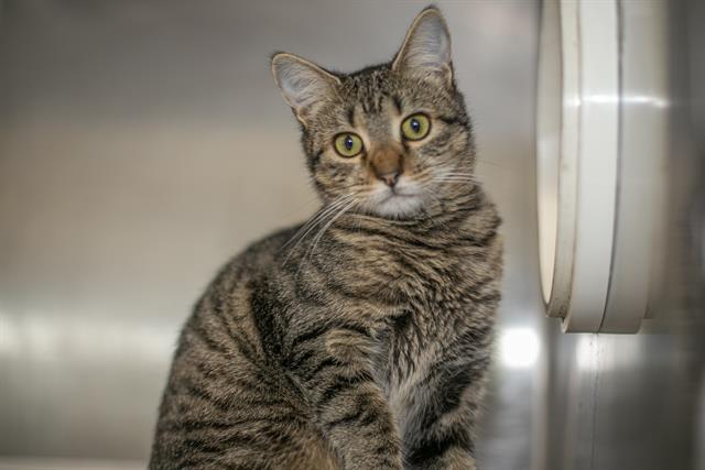 Shelter Stray Female Cat last seen CHARLOTTE, 8315 Byrum Dr, Charlotte, NC 28217, USA