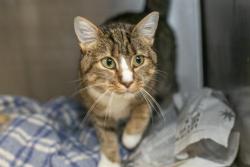 Shelter Stray Female Cat last seen CHARLOTTE, 8315 Byrum Dr, Charlotte, NC 28217, USA